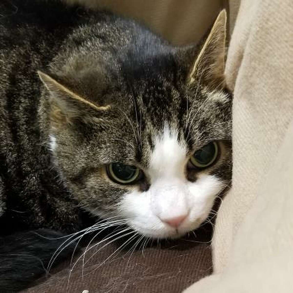 Photos: Adoptable pets at the Mohawk Hudson Humane Society