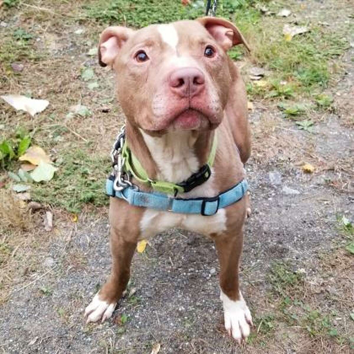 Photos Adoptable pets at the Mohawk Hudson Humane Society