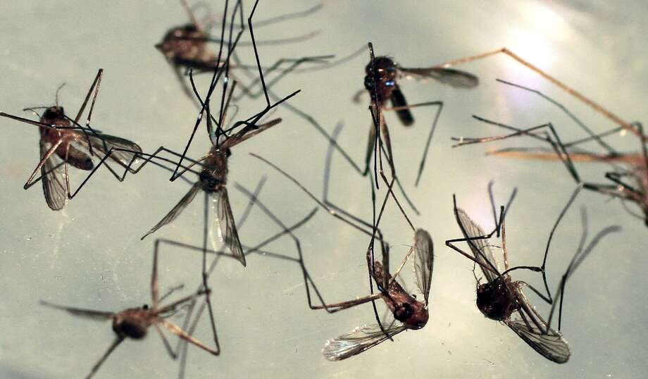 In this photo from Wednesday, September 8, 2010, cattail mosquitoes are examined in a petri dish for inspection by the Maine Medical Center Research Institute in South Portland, Maine. Cattail mosquitoes are one of at least three species that can transmit EEE to humans. (AP Photo / Pat Wellenbach) Photo: Pat Wellenbach / ASSOCIATED PRESS / AP2010