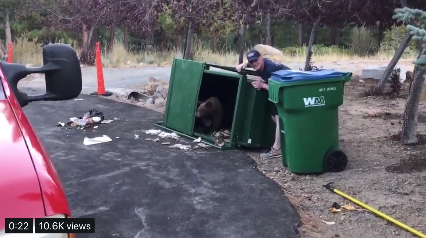 Watch the adorable moment 3 bear cubs emerge from a trash bin in the Sierra