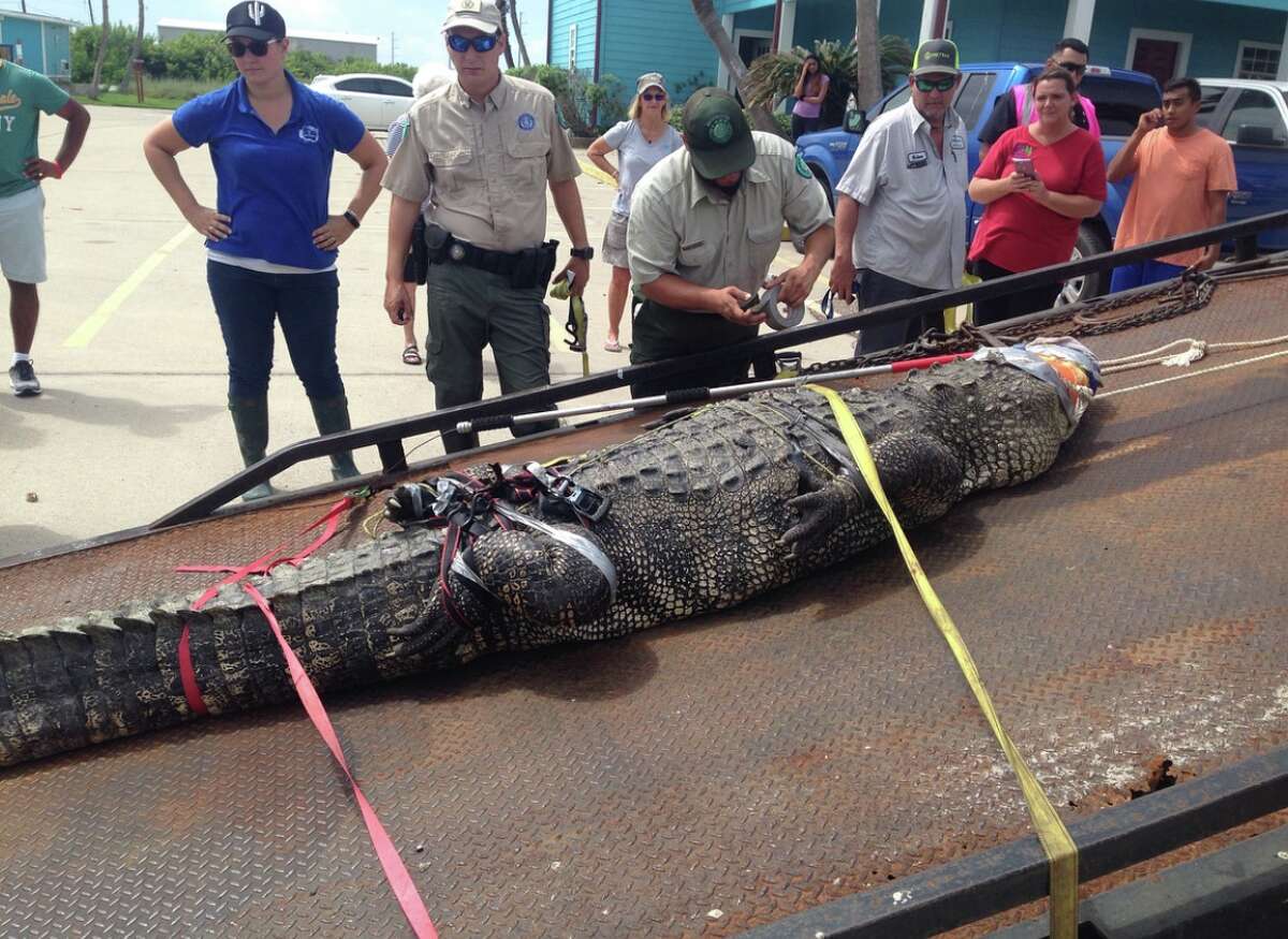 Runner spots 12-foot alligator in Port Aransas drainage ditch