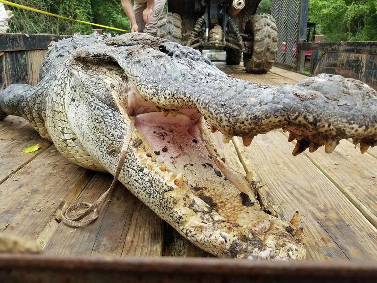 Silsbee's Brian Curtis caught a 500 lb. alligator on Sept. 30, the last day of the hunting season.