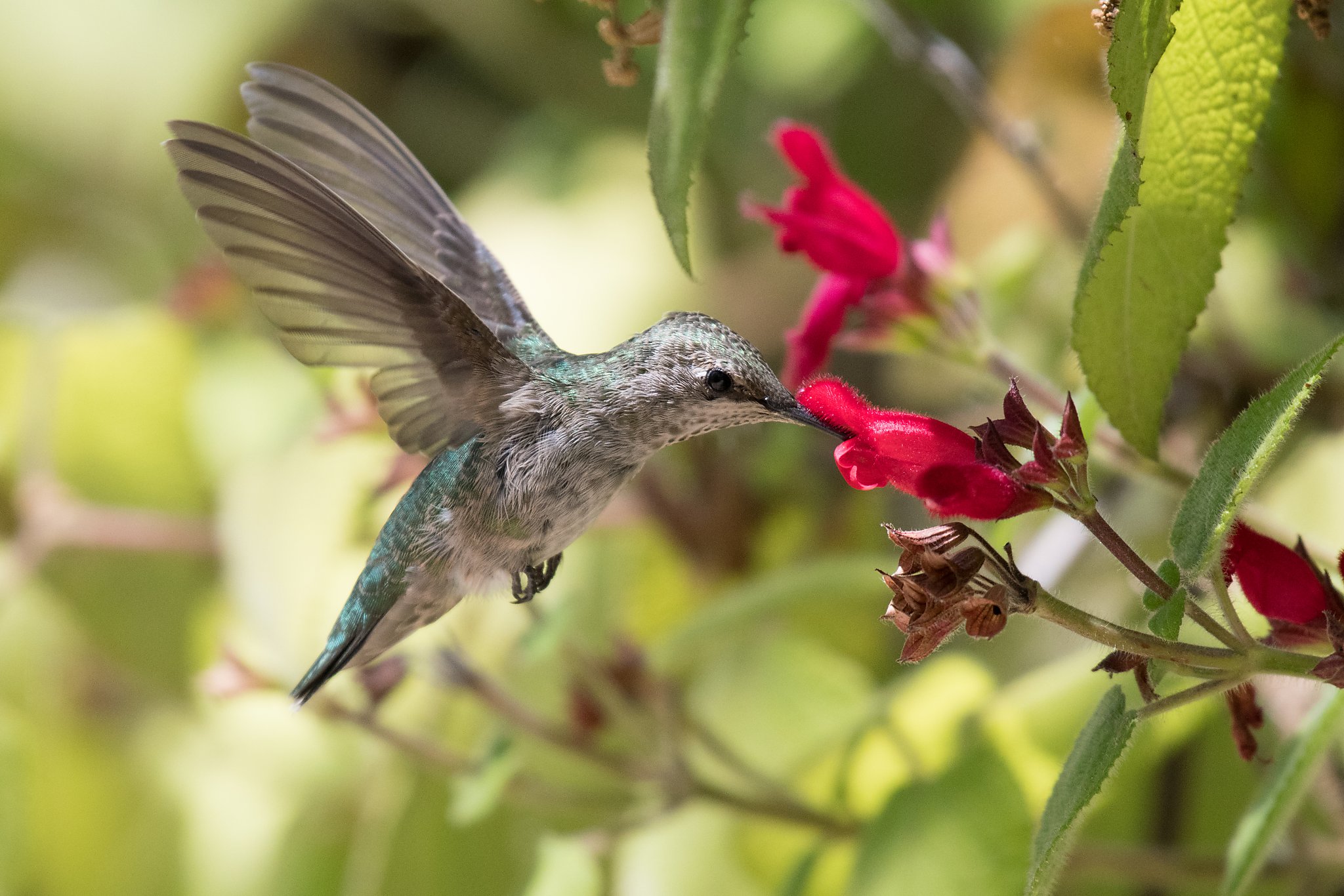 Humm baby! Attract hummingbirds to your home garden