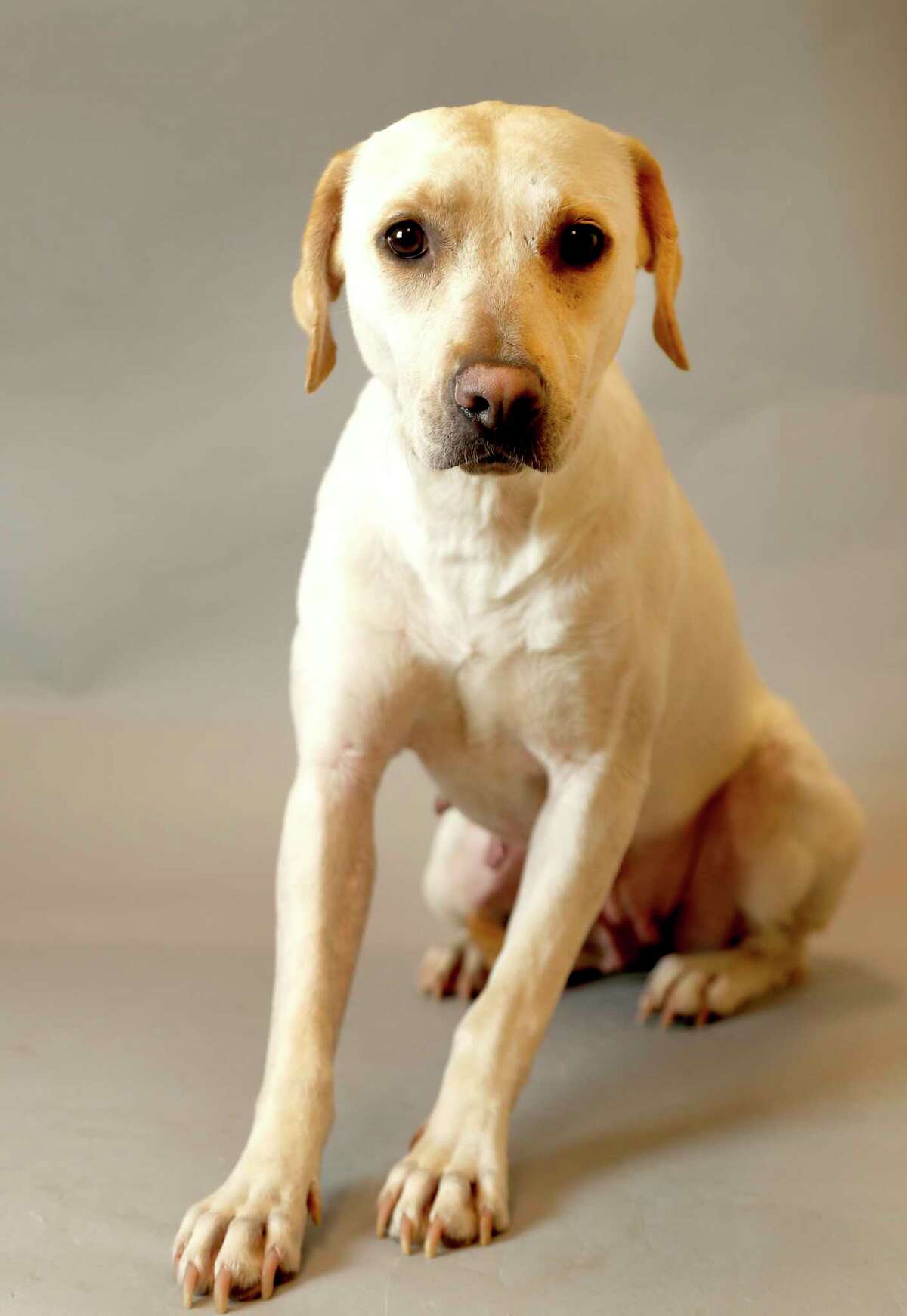 MILLIE (Animal ID: 361492) Millie is a 2-year-old spayed female, Lab mix is available for adoption ($45) from the Houston SPCA.