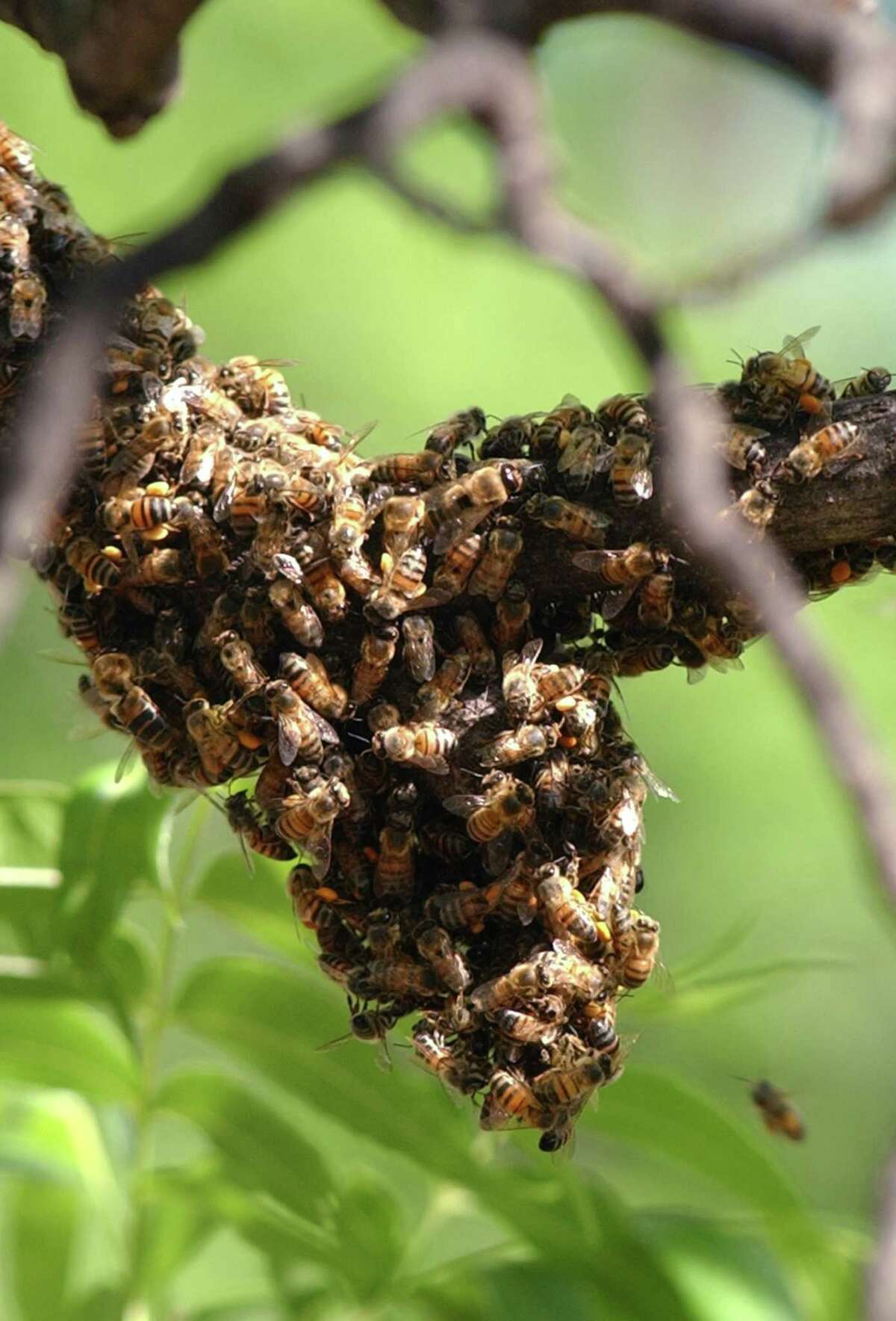 Africanized bees swarm into River Oaks, other upscale areas around Houston