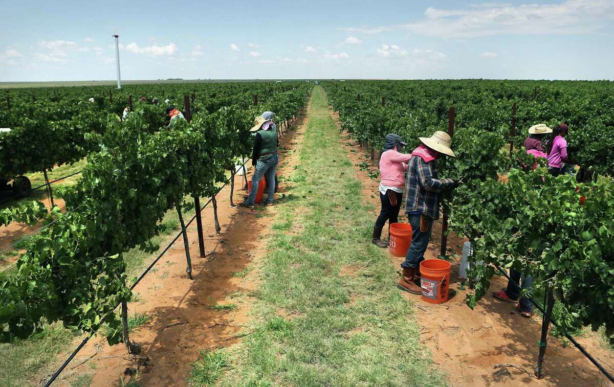 Migrant workers, hand harvests grapes on the Lahey Farms, near Brownsfield, TX on Wednesday, Aug. 9, 2017.