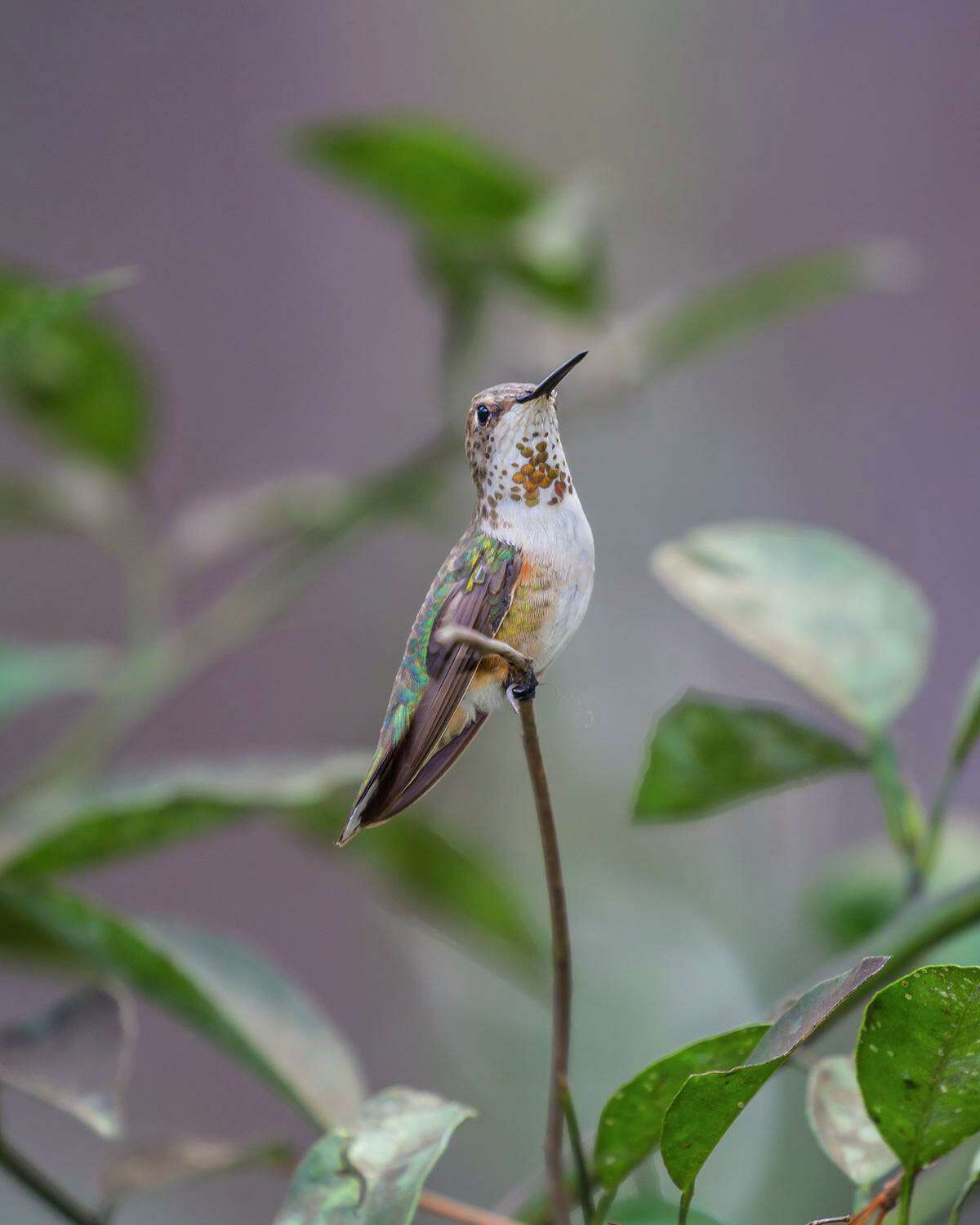 Rufous hummingbirds might stay for the winter