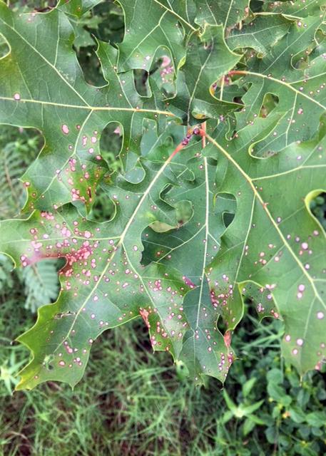 Dying Monterrey oak could be a victim of too-cold winter