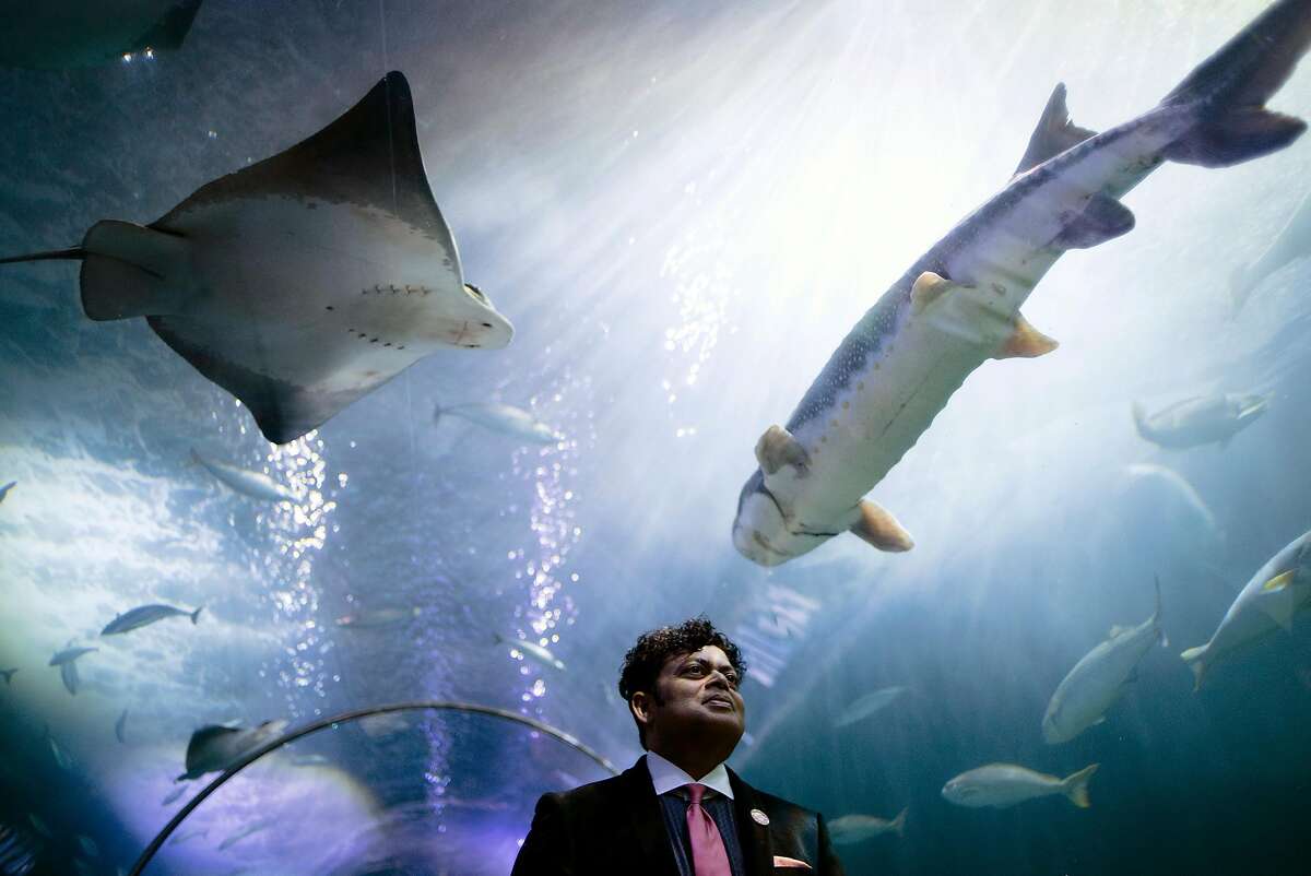 George Jacob, President & CEO of Bay Ecotarium, poses for a portrait in the Sharks of Alcatraz Tunnel at the Aquarium of the Bay in San Francisco, CA, on Friday September 21, 2018.