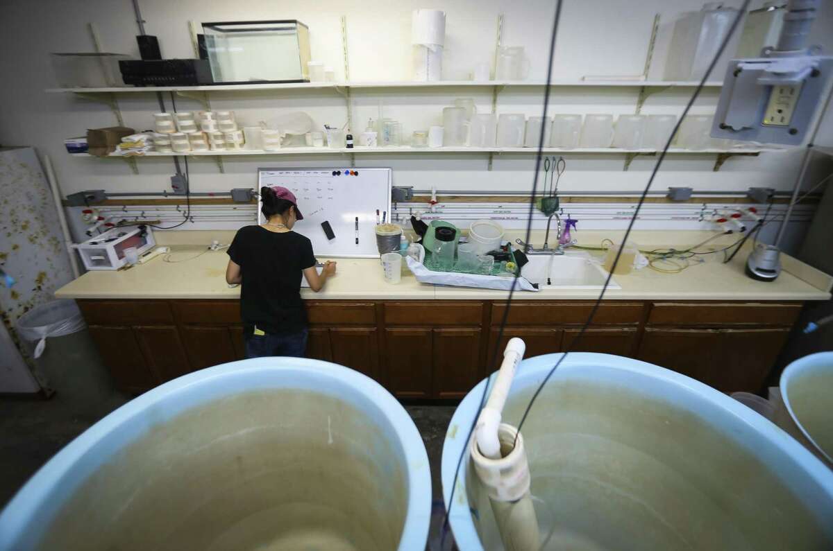 In this Monday, Sept. 24, 2018 photo, Zhenxin Hou, a PhD student at The University of Texas Marine Science Institute (UTMSI), studies weeks old red drum stock inside a tank at the Fisheries and Mariculture Lab, in Port Aransas, Texas. The campus was devastated by Hurricane Harvey last year, forcing faculty and students to relocate to facilities at Texas A&M Corpus Christi. Everyone is now back on campus for the fall, some in their permanent spaces and others in temporary ones, as work is completed. (Mark Mulligan/Houston Chronicle via AP)