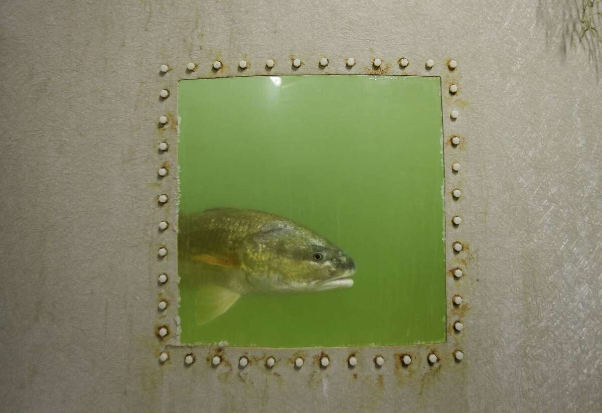 In this Monday, Sept. 24, 2018 photo, red drum brood stock swim in a tank at The University of Texas Marine Science Institute (UTMSI) Fisheries and Mariculture Lab, in Port Aransas, Texas. Red fish are being used in a lot of research at the lab. The campus was devastated by Hurricane Harvey last year, forcing faculty and students to relocate to facilities at Texas A&M Corpus Christi. Everyone is now back on campus for the fall, some in their permanent spaces and others in temporary ones, as work is completed. (Mark Mulligan/Houston Chronicle via AP)