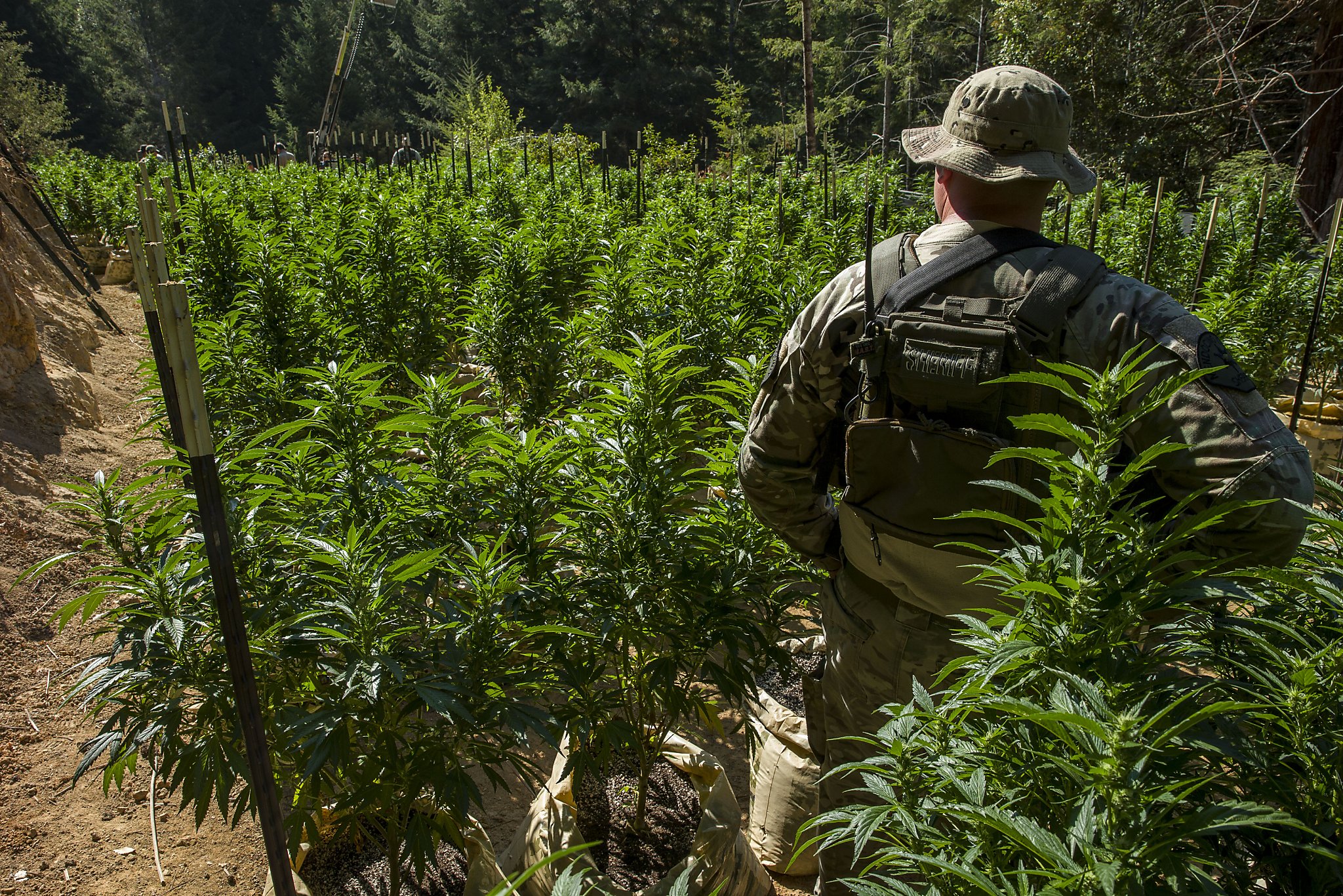 Statewide Pot Raids Target Illegal Grows In 39 Counties — 52 People ...