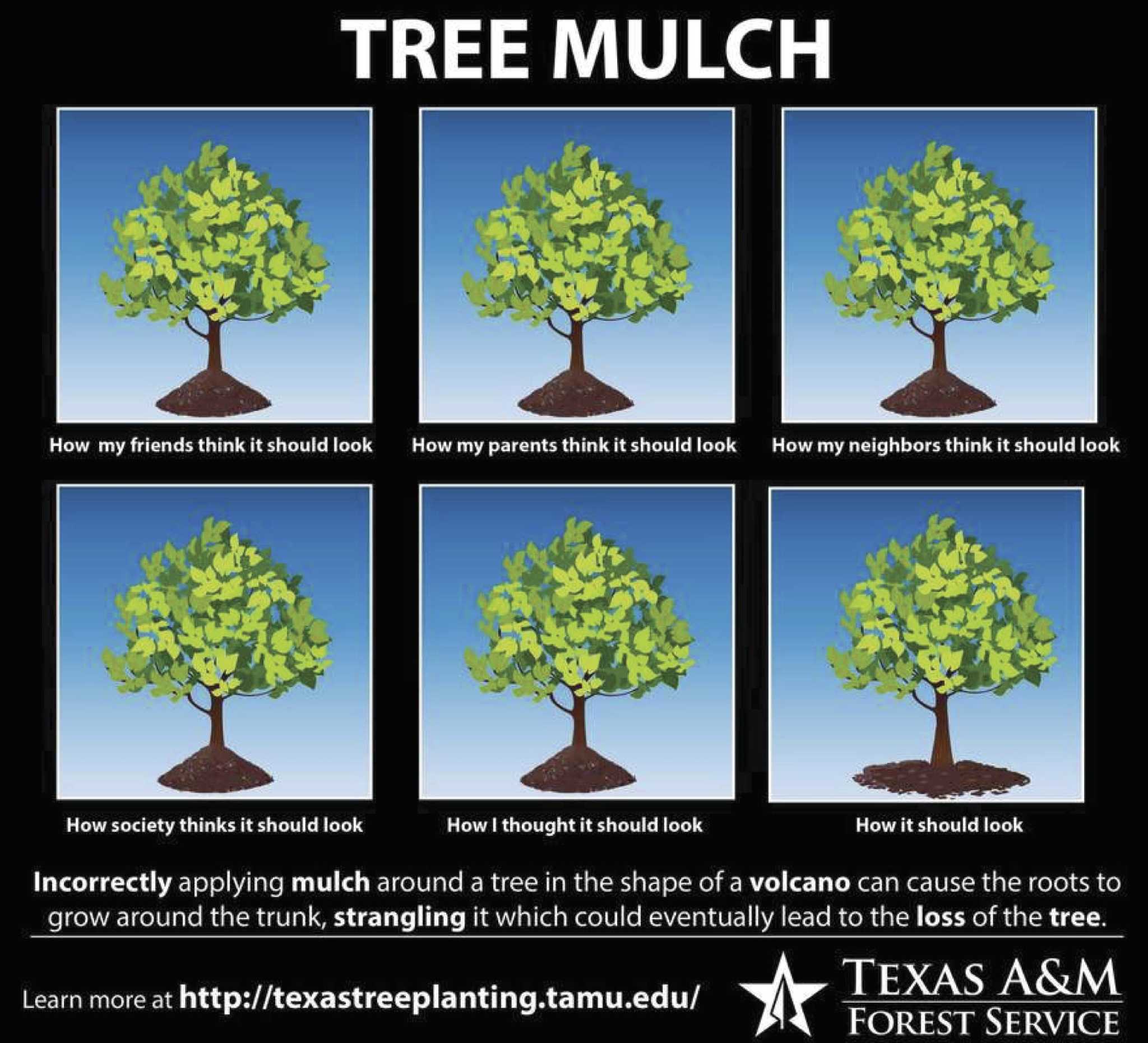 Texas A&M Extension Office provides tree-planting tips