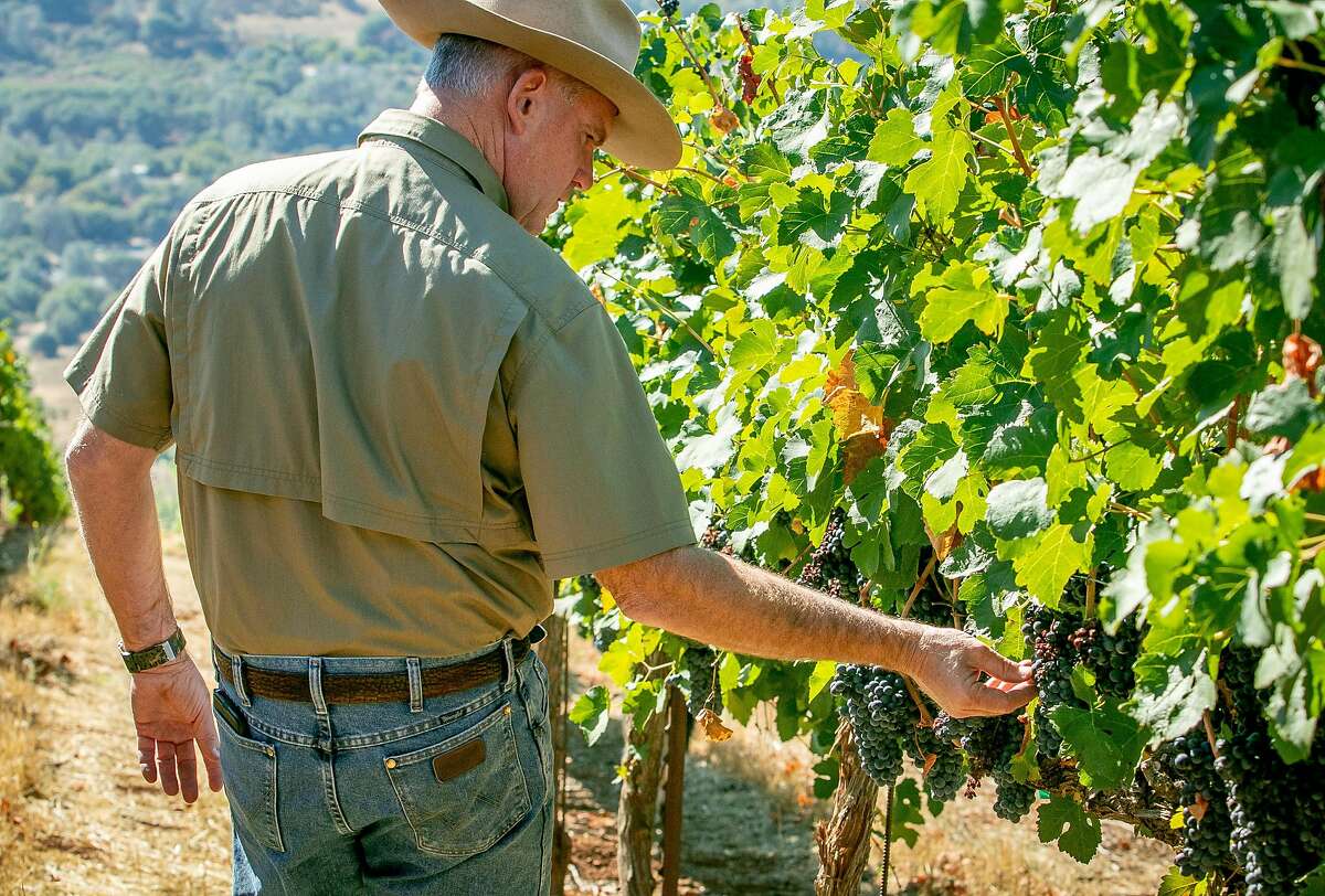 Wineries, vineyards clash over how to handle grapes affected by ...