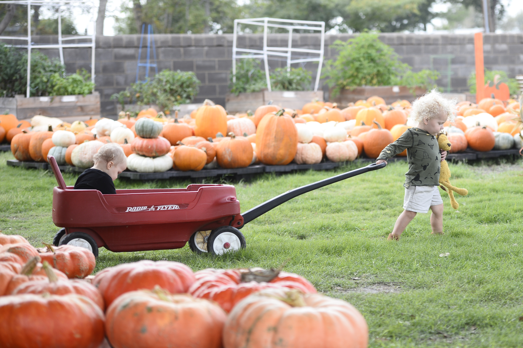 pumpkin patch midland tx