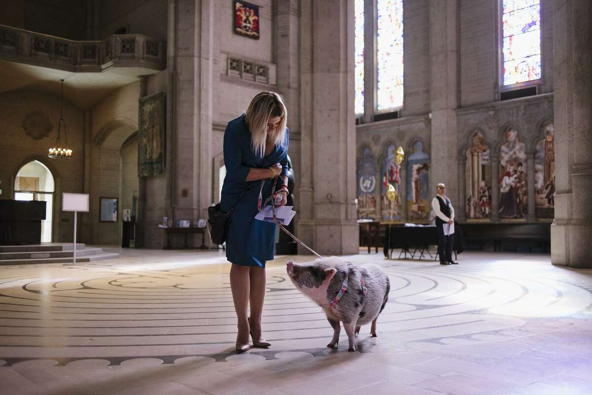 达吉亚娜·达尼洛娃和她90磅重的治疗猪LiLou在格雷斯大教堂参加圣弗朗西斯仪式。