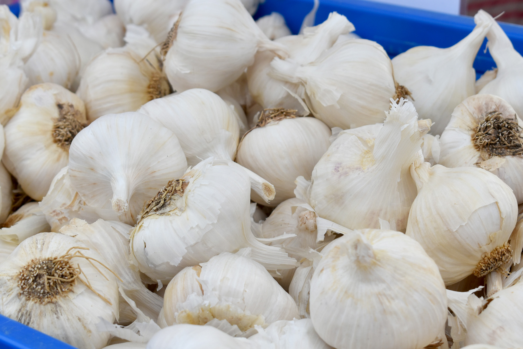 The Bethlehem CT Garlic & Harvest Festival opens Oct. 8