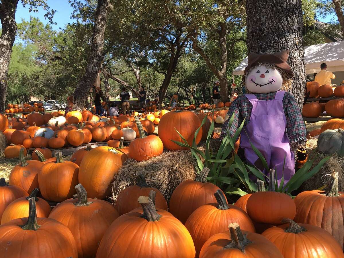 Where to take the best pumpkin patch photos in and around San Antonio