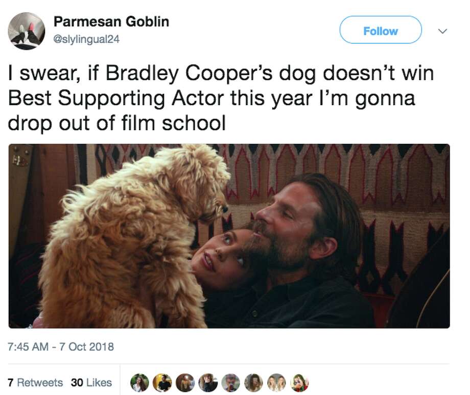 What breed is Bradley Cooper's adorable dog in 'A Star is Born?' SFGate(02)