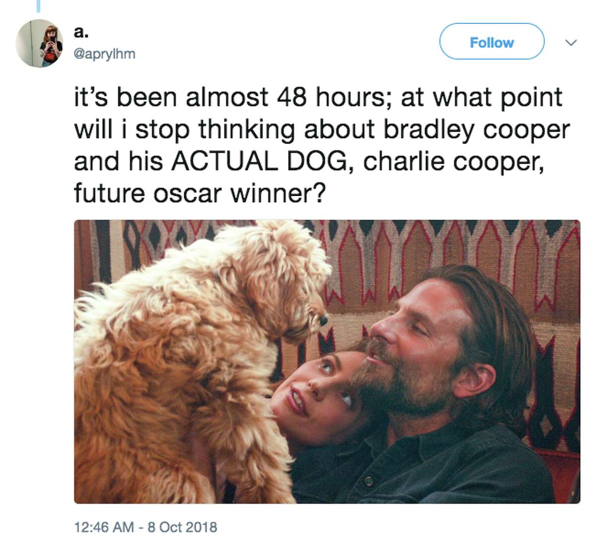 What breed is Bradley adorable dog in 'A Star is Born?'