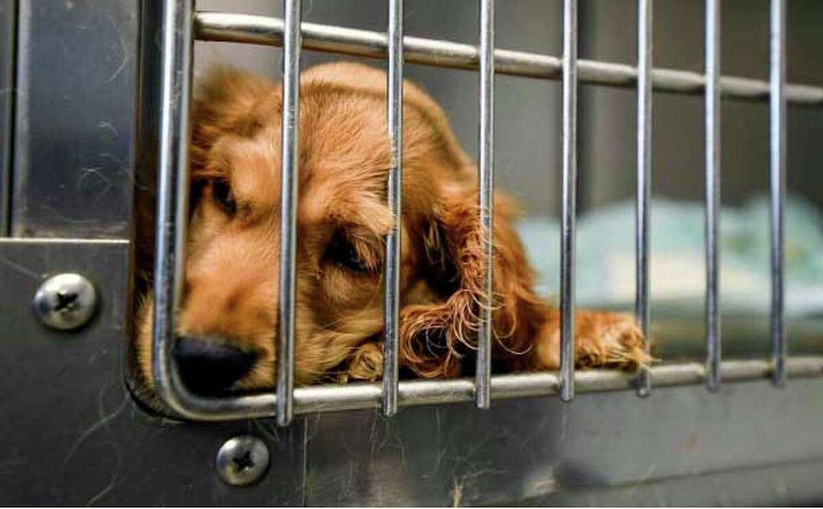 Laredo animal shelter offering free adoptions every Tuesday