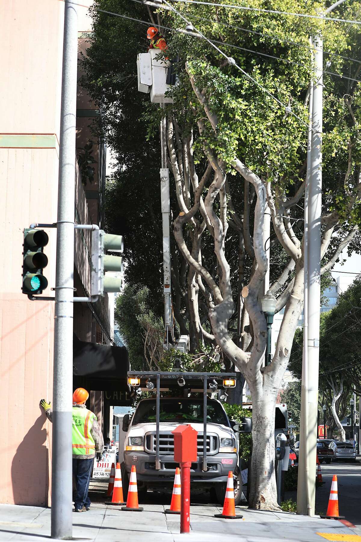 Sam Tupou, Department of Public Works arborist, drops a branch to the ground as he trims trees on Fillmore Street on Friday, September 7, 2018 in San Francisco, Calif.