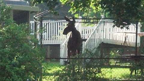 Deer Moose Breeding Seasons Spawn Traffic Concerns