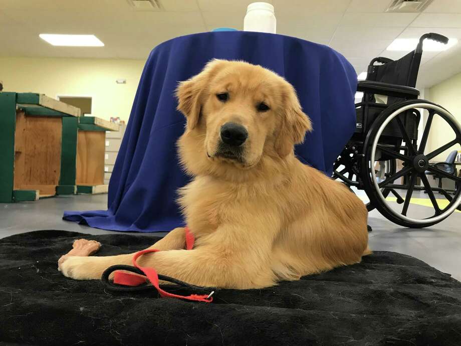 how much do service dog trainers make how much do service dog trainers make