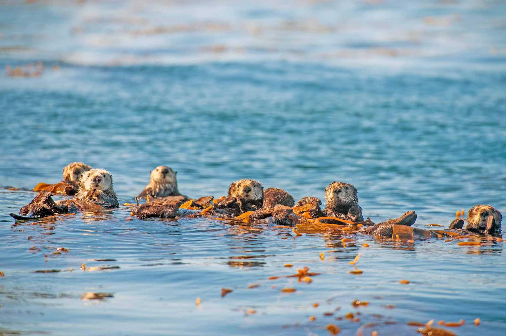 ‘Oceans Our Blue comes to IMAX at Maritime Aquarium at Norwalk