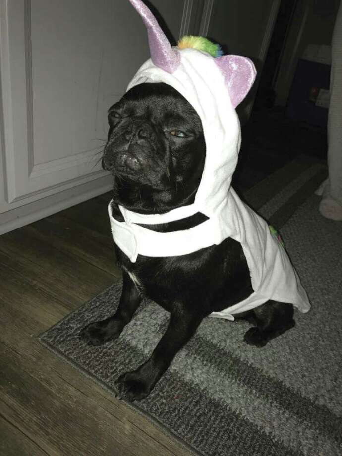 pug in unicorn outfit