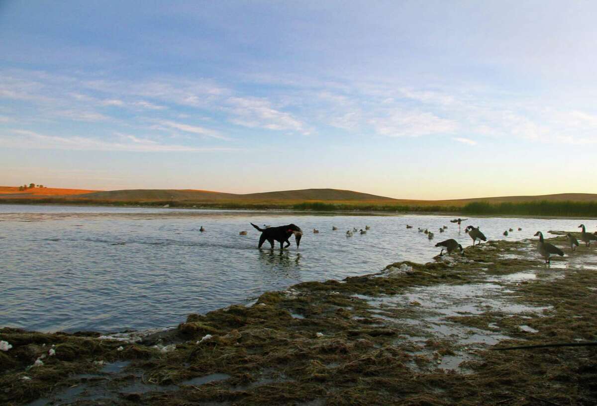 An icy, clear October dawn breaks over the North Dakota prairie as 111/2-year-old Labrador Bella retrieves a drake mallard from one of the natural potholes that pock the northern plains and support a stunningly rich variety of wetland-dependent wildfowl and wildlife.