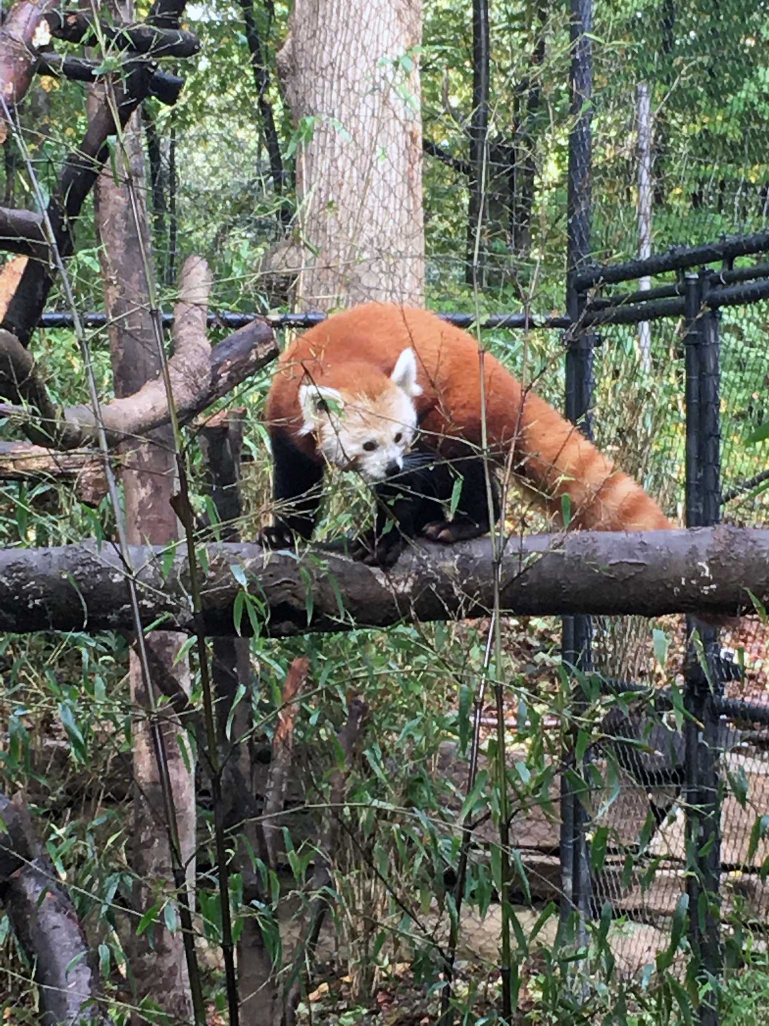 Beardsley Zoo unveils new red panda habitat