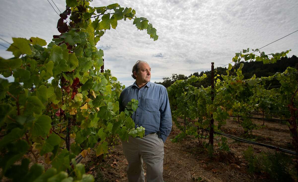 Distiller Dan Farber photographed with pinot noir vines in his vineyard Sunday, 9/30, 2018 in Corralitos, California. Farber is the owner of Osocalis, a small, artisanal distillery in Soquel, California.