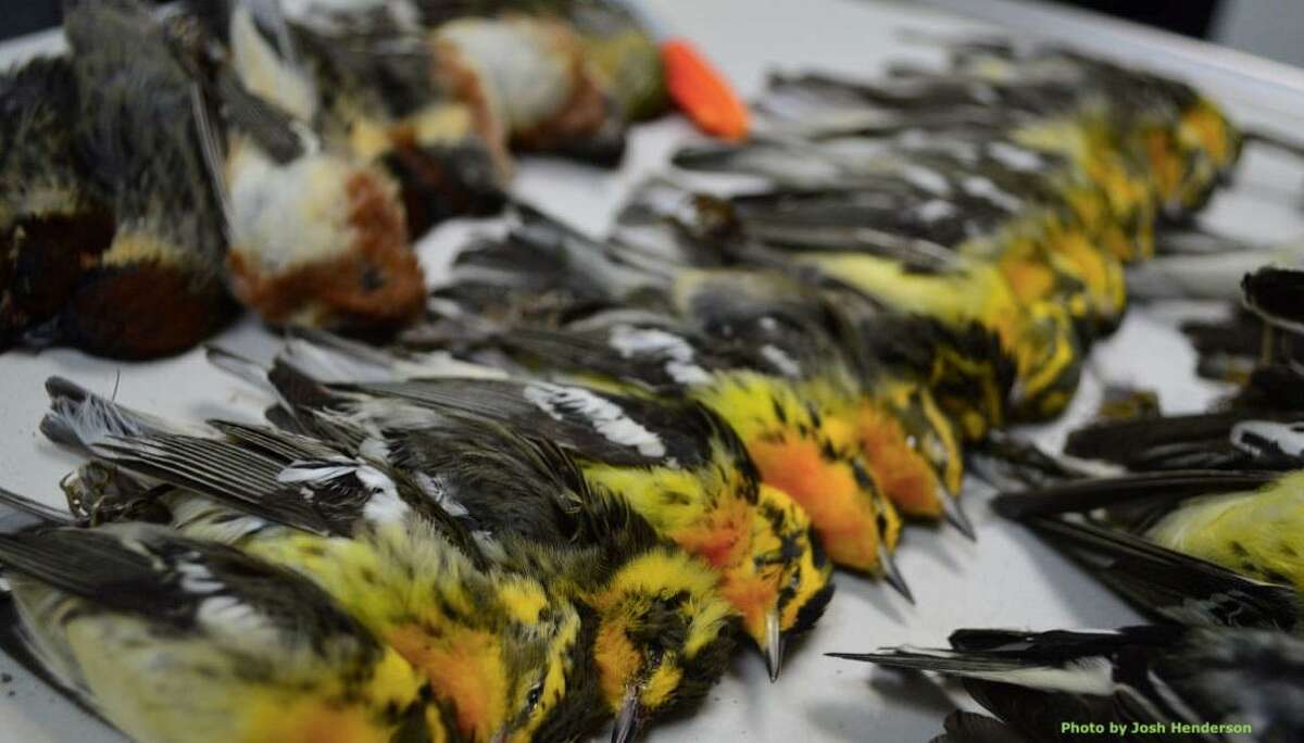 Shown here are dead birds collected in Galveston.
