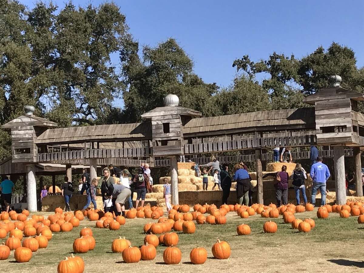 The best pumpkin patches around the Bay Area and beyond