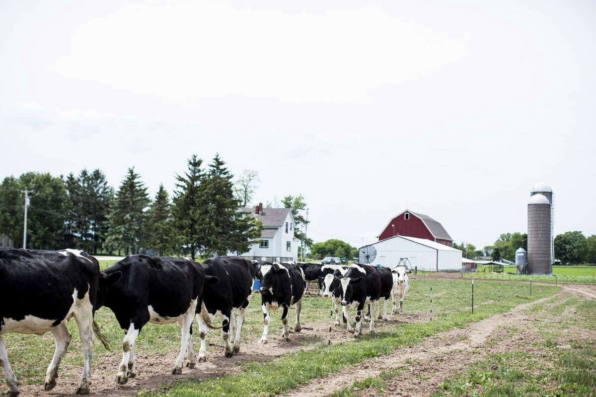 Dairy cows on Scott Ditter's farm, in Plymouth, Wis., June 14, 2018. The dairy industry faces substantial tariffs on products it exports as Mexico, Canada and other countries retaliate against President Donald Trump?’s steel and aluminum tariffs. (Narayan Mahon/The New York Times)