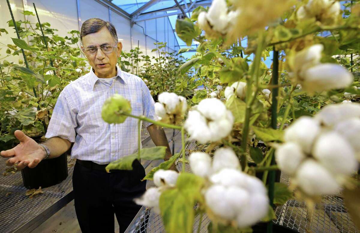 Keerti Rathore, professor of soil and crop sciences, talks about cotton in a laboratory greenhouse at Texas A&M University. He and other researchers have been breeding cotton with seeds that may be used to feed both people and animals.