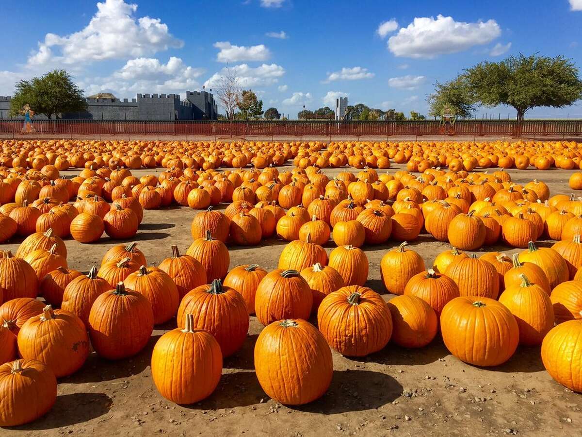 The best pumpkin patches around the Bay Area and beyond