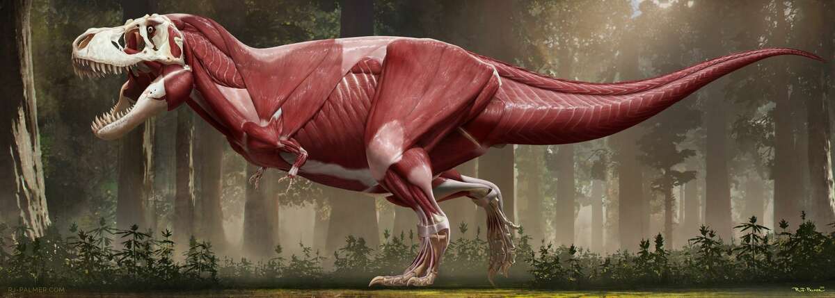 This Is How T Rex Really Looked According To One Bay Area Artist