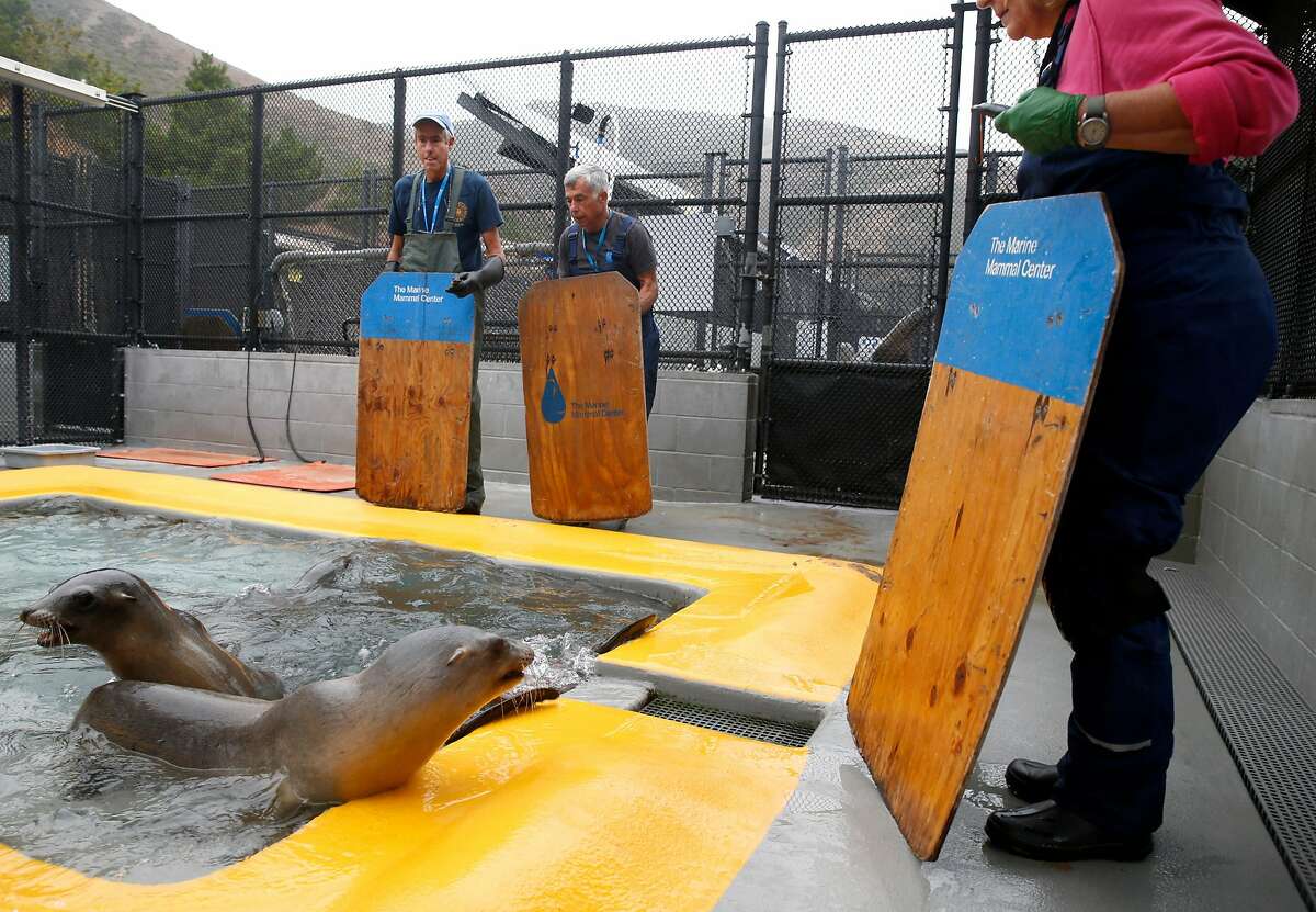 Sea lions off Northern California battling deadly disease