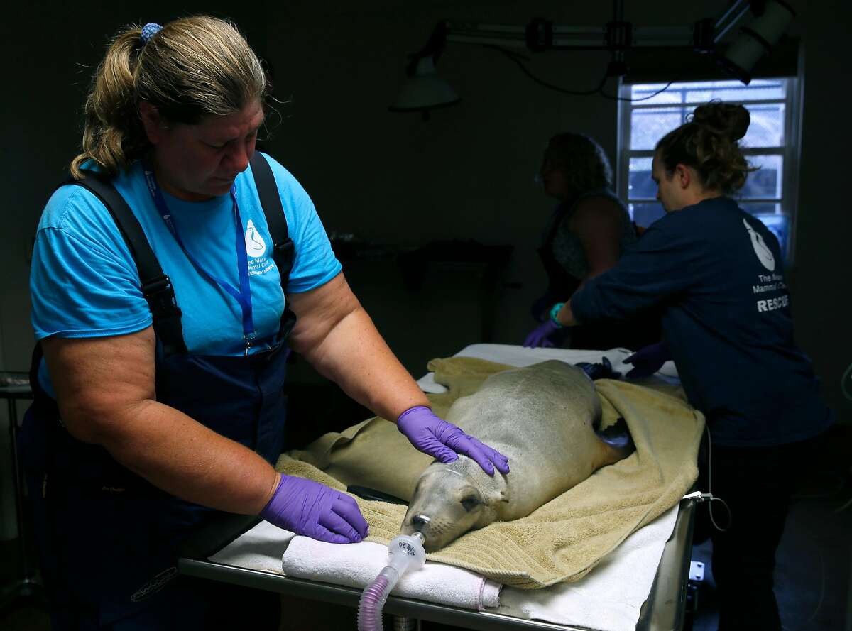 Onorato the sea lion is anesthetized before veterinarian Dr. Cara Field (left) performs gastroscopy procedure at the Marine Mammal Center in Sausalito, Calif. on Friday, Aug. 24, 2018. Many social media users are encouraging their followers to donate to organizations when their birthday notifications appear and money donated to the MMC funds the fish to feed to the marine mammal patients.