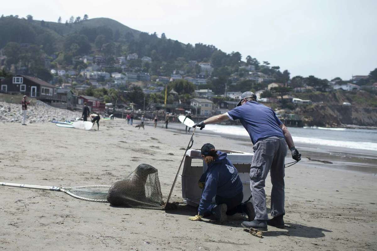 Members of Sausalito's Marine Mammal Center respond to a call of a sick sea lion which was acting erratically at Linda Mar Beach in Pacifica, Calif. on August 17, 2018.
