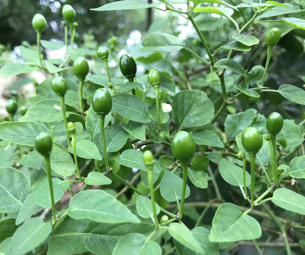 Plants growing wild around San Antonio are loaded with fiery little chiltepín peppers right now.