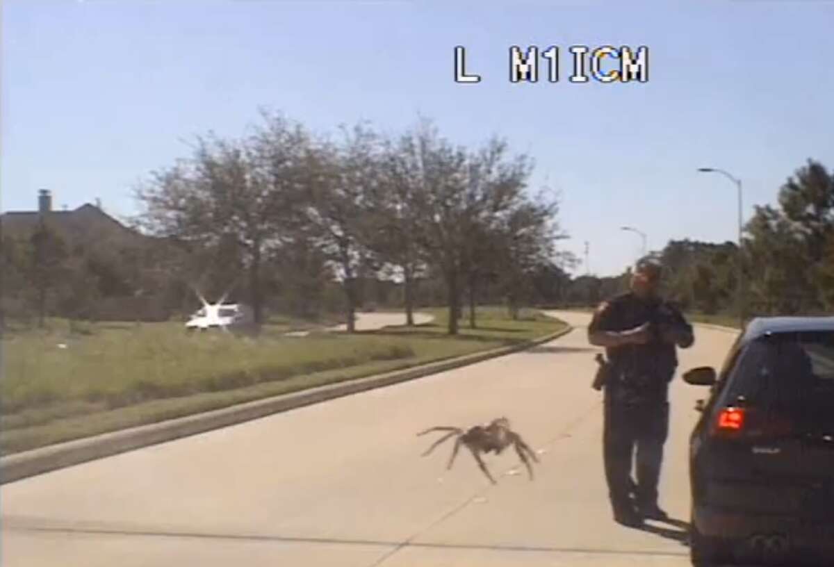 PHOTOS: The spiders of Texas  A large spider was caught on a Fulshear police officer's dashcam footage during a traffic stop last week. The video created an optical illusion that makes the spider appear gigantic. >>> Try to find out which spider it was in the slideshow 