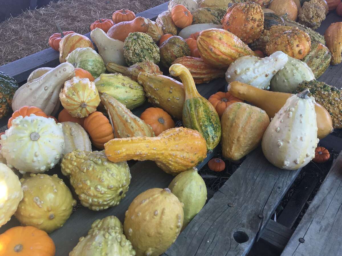 The Nicasio Valley Pumpkin Patch offers a reminder that the harvest season is a liminal time.
