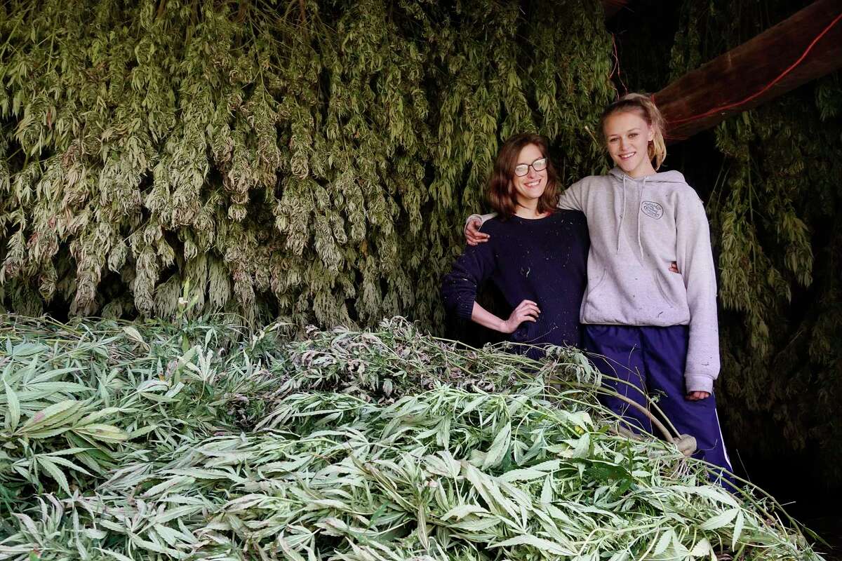 Sisters, Sarah Rogers Murphy, left, and Iris Rogers pose with some of the hemp plants that have been harvested on their farm on Tuesday, Oct. 16, 2018, in Hebron, N.Y. Some of the plants will be used for CBD oil. (Paul Buckowski/Times Union)