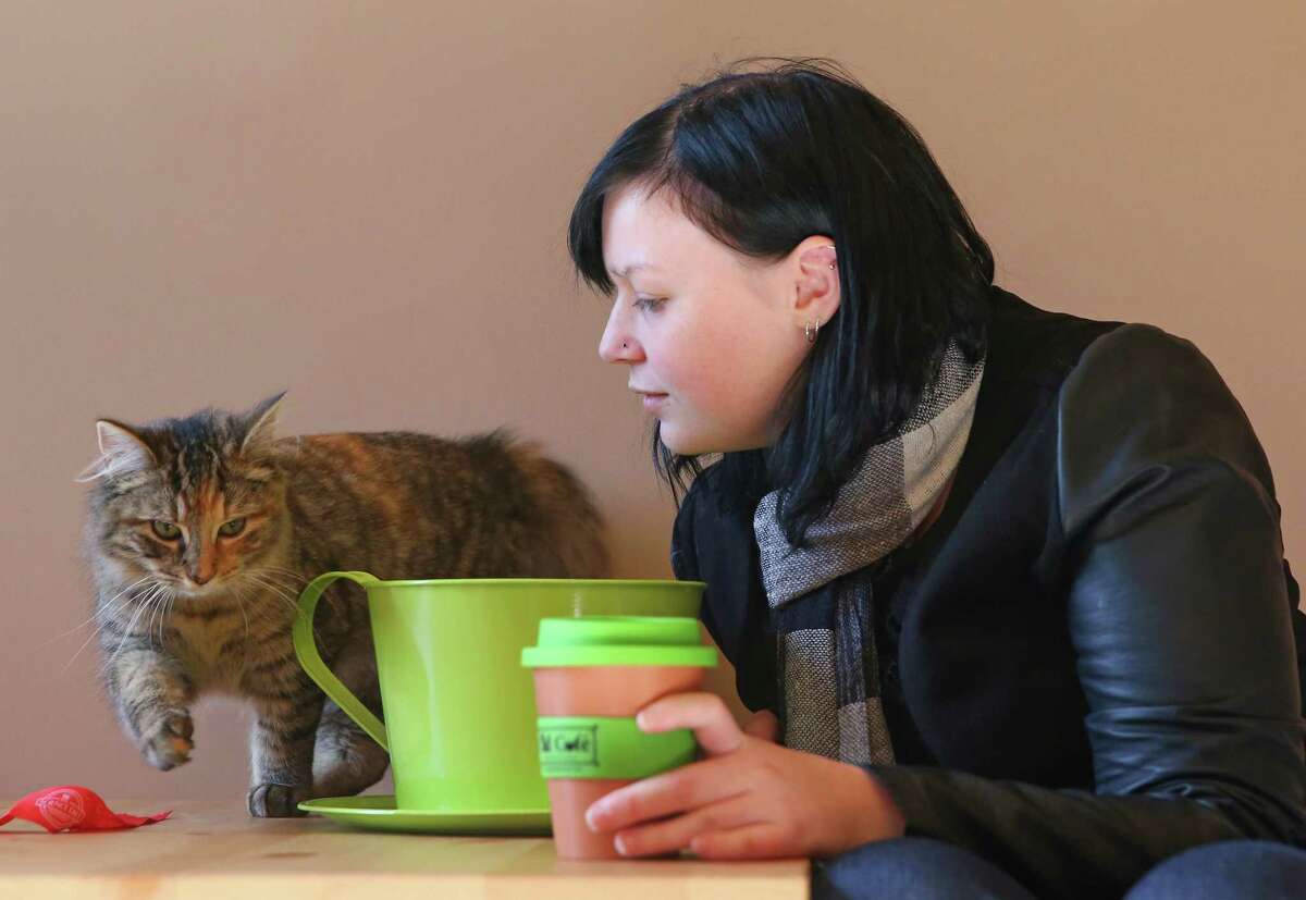 MELBOURNE, AUSTRALIA - JULY 25: A customer plays with a cat as she drinks a coffee at Cat Cafe Melbourne on July 25, 2014 in Melbourne, Australia. Cat Cafe Melbourne is Australias first cat cafe. The cafe has several cats from rescue shelters which live at the premises. Patrons can watch and play with the cats while enjoying a coffee. Cat Cafes are becoming known world wide, the first opening in Taiwan in 1998. (Photo by Scott Barbour/Getty Images) ORG XMIT: 502579619