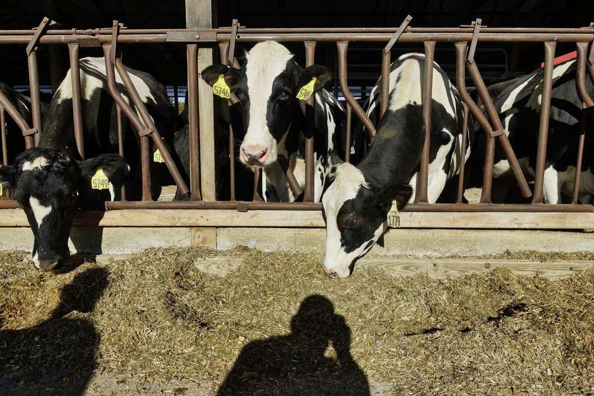 Cows feed at Battenkill Valley Creamery on Tuesday, Oct. 16, 2018, in Salem, N.Y. (Paul Buckowski/Times Union)