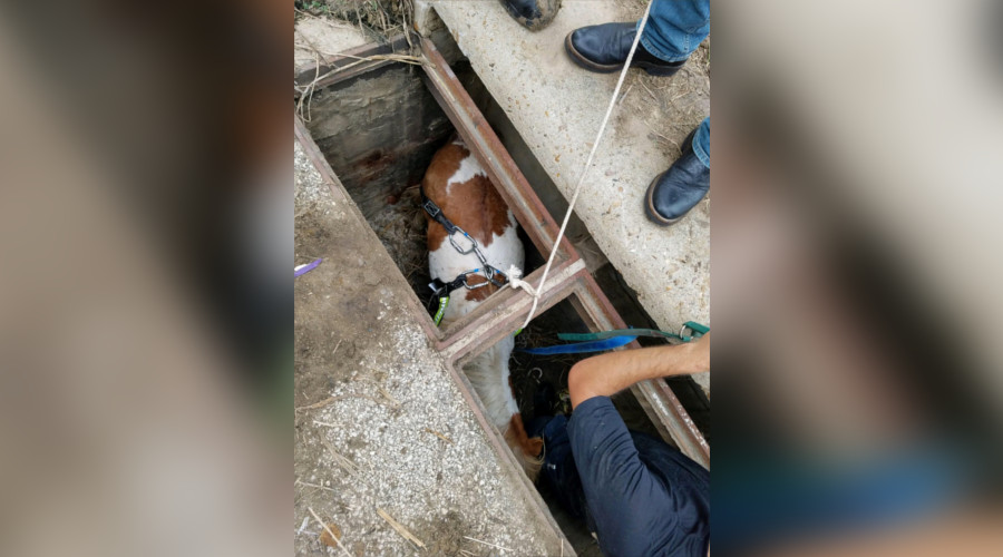 Pony rescued from Houston storm drain doing well; officials seek owner - Houston...