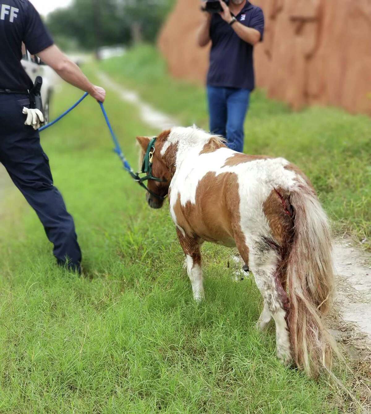 The pony had gashes on its hind legs after being rescued from the storm drain on Simsbrook Drive.